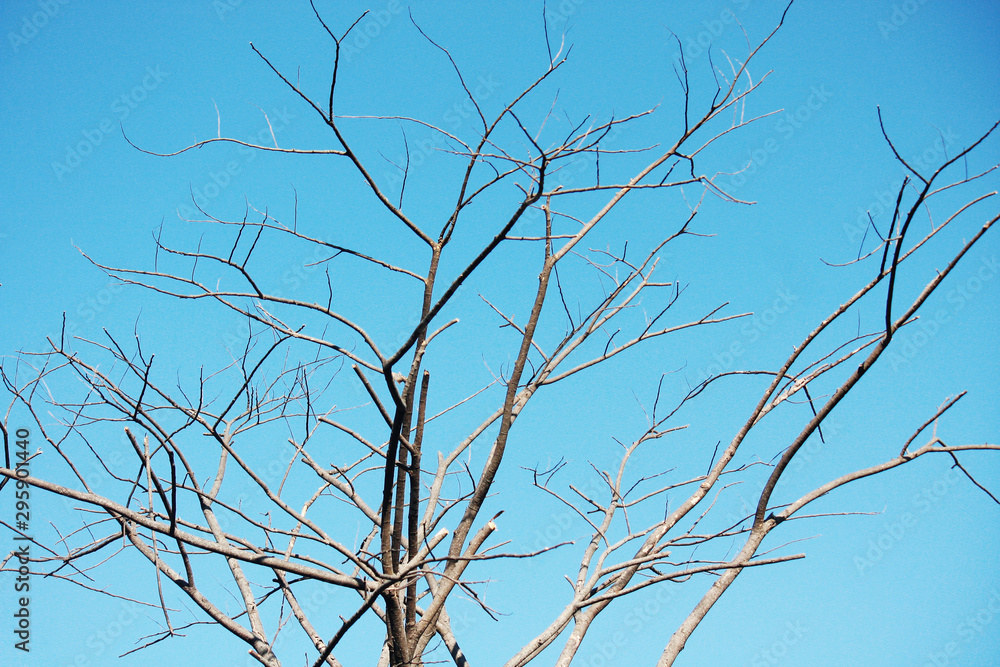 Dry tree Branch on blue sky with natural sunlight in Summer season Dry tree Branch on blue sky with natural sunlight in Summer season