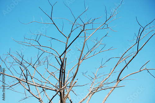 Dry tree Branch on blue sky with natural sunlight in Summer season