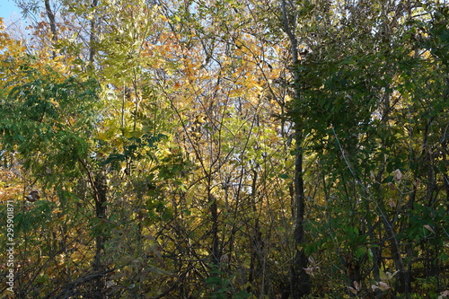 forest in autumn