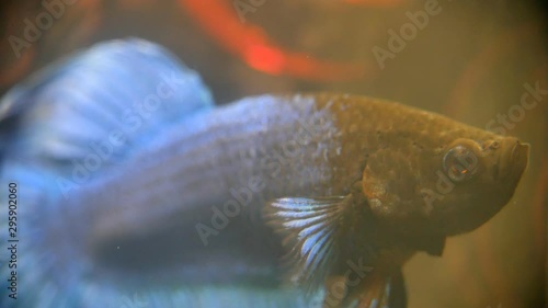 Betta siamese blue-black fighting fish beautiful in the home aquarium. Close up in dirty water.
