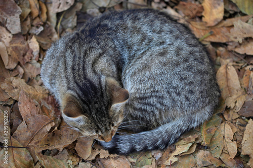 Photography portrait of fluffy wild cat