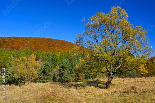 Colorful trees on a slope with dry grass under blue sky. Autumn landscape in Low Beskids  Beskid Niski   Poland