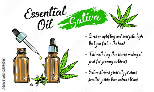 Cannabis sativa or cannabis indica plant. Marijuana leaves and seeds. Medical and cosmetic herbs. Botanical vector illustration.