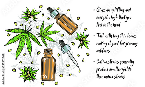 Cannabis sativa or cannabis indica plant. Marijuana leaves and seeds. Medical and cosmetic herbs. Botanical vector illustration.