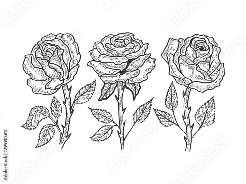 Rose flower sketch engraving vector illustration. T-shirt apparel print design. Scratch board style imitation. Black and white hand drawn image.