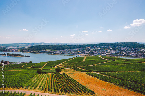 Fototapeta Naklejka Na Ścianę i Meble -  Panorama of the middle Rhine River valley with beautiful vineyards sloping down to a distant medieval village of Rudesheim, Germany. Unesco