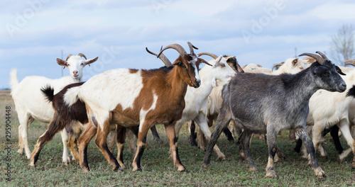 A herd of goats and sheep. Animals graze in the meadow. Pastures of Europe. © Piotr