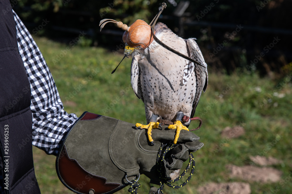Hunting falcon with leather hood. Beautiful trained Peregrine falcon with  mask. Predator with a leather cap on his head. Falco, young hawk with his  prey. Stock Photo | Adobe Stock