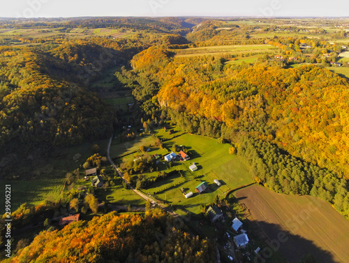 vineyard in autumn