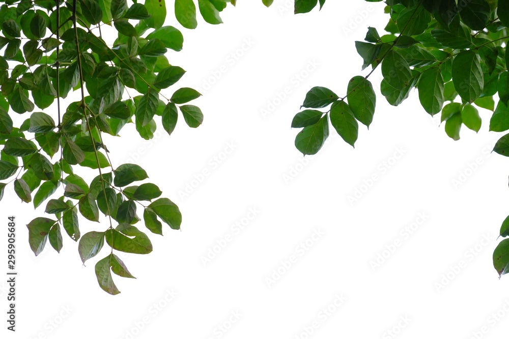 Obraz premium Tropical tree leaves with branches on white isolated background for green foliage backdrop 