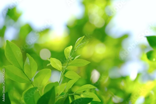 Tropical leaves with branches and soft light, green nature background