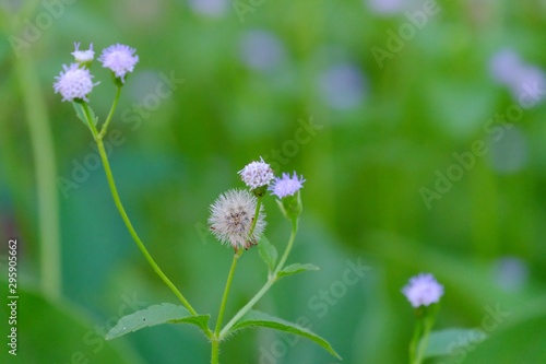 Wild grass flower blossom in a field with green nature background 