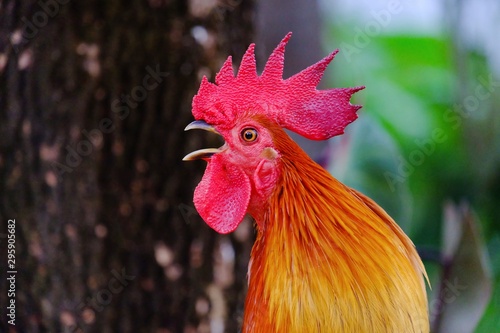 A portrait of Thai local rooster crowing with blurred old tree trunk and nature Fototapeta