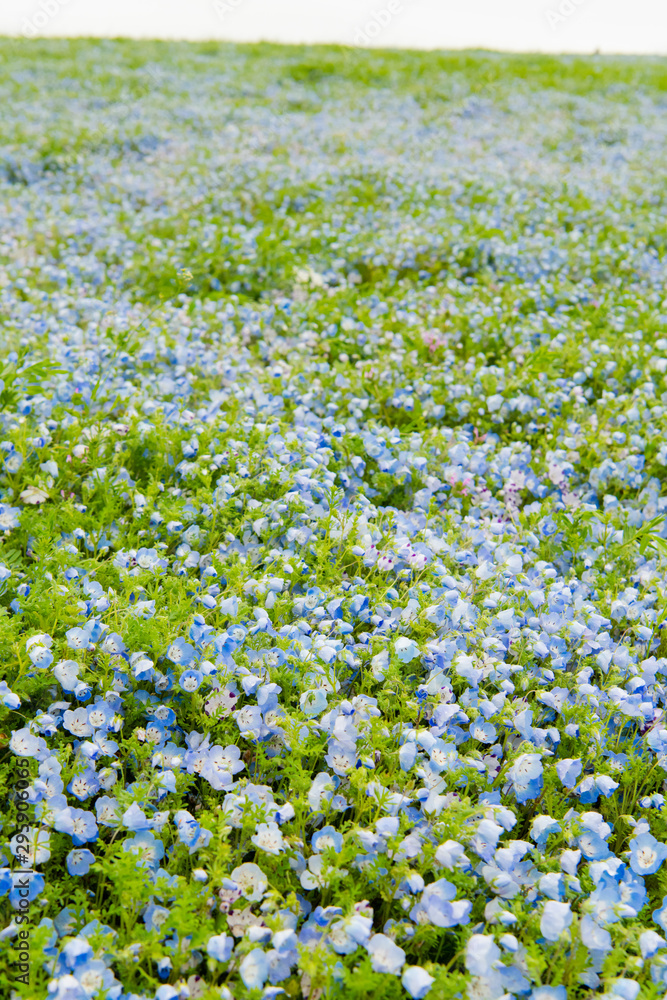 Blue sky and Nemophila menziesii (baby blue eyes flower), flower field at Hitachi Seaside park,  Spring, Ibaraki, Japan 
