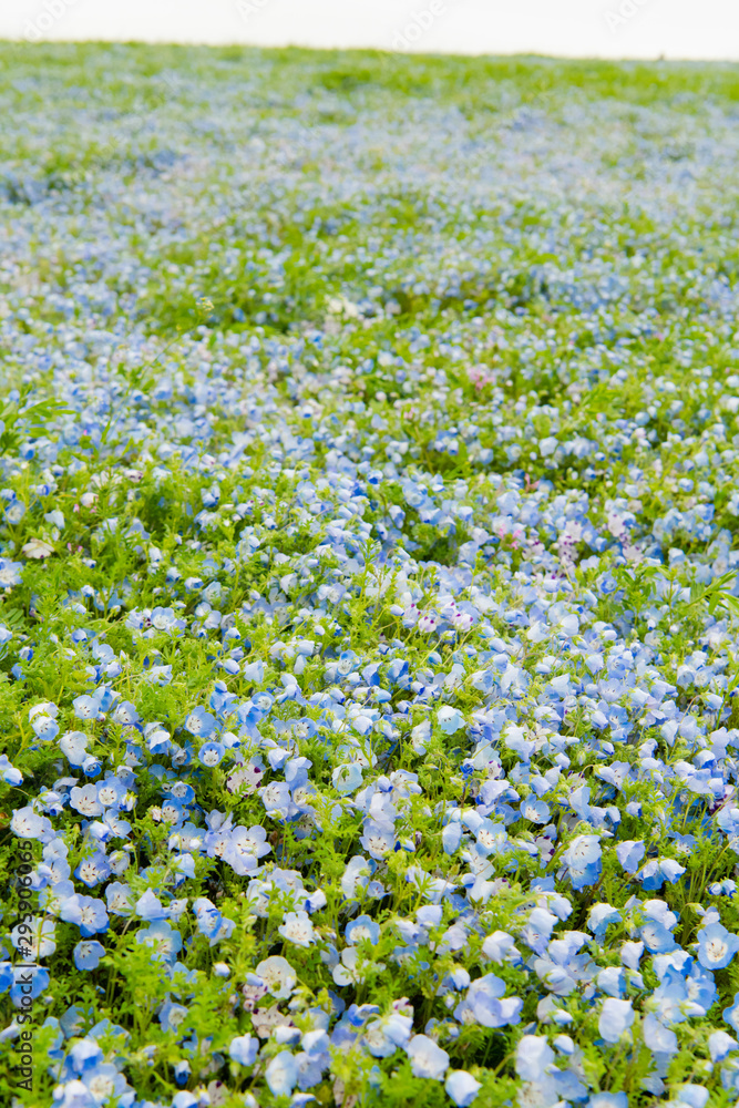 Blue sky and Nemophila menziesii (baby blue eyes flower), flower field at Hitachi Seaside park, Spring, Ibaraki, Japan Blue sky and Nemophila menziesii (baby blue eyes flower), flower field at Hitachi Seaside park, Spring, Ibaraki, Japan