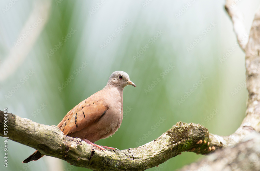 Ruddy Ground Dove (Columbina talpacoti) Ruddy Ground Dove (Columbina talpacoti)