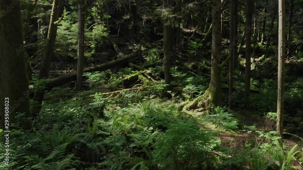 Drone Shot Flying towards a Beautiful forest between several trees revealing more of the forest in Canada Drone Shot Flying towards a Beautiful forest between several trees revealing more of the forest in Canada