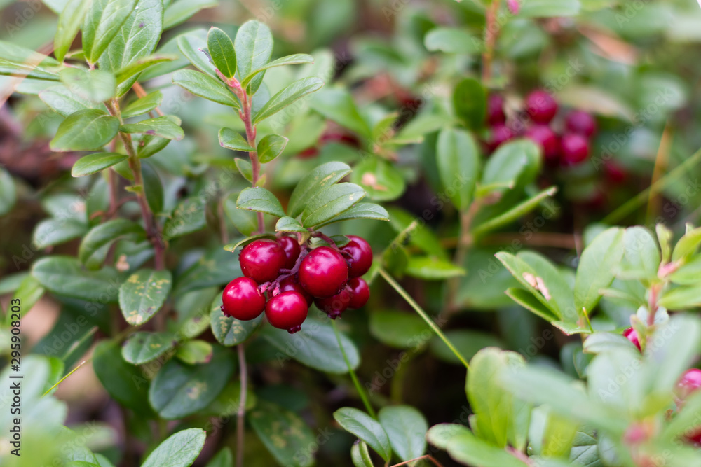 Closeup of wild lingonberries in forest in Finland