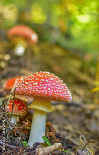 Fly agaric. Mushroom with red and white-spotted cap in the autumn forest. Red and orange color. Autumn is here.