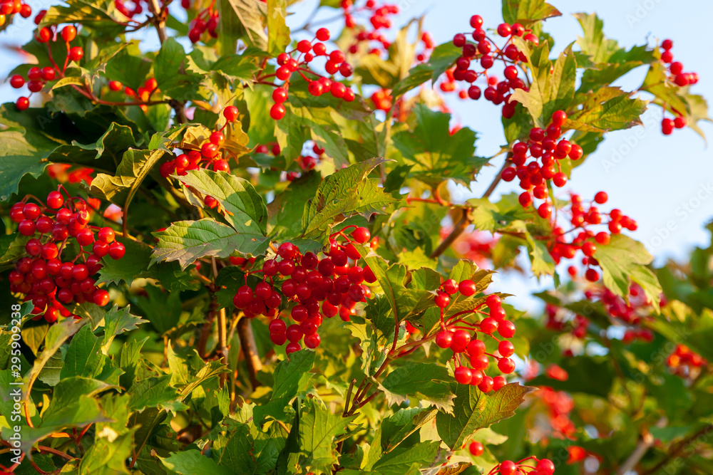 Bunches of red viburnum on branches lit by the sun.