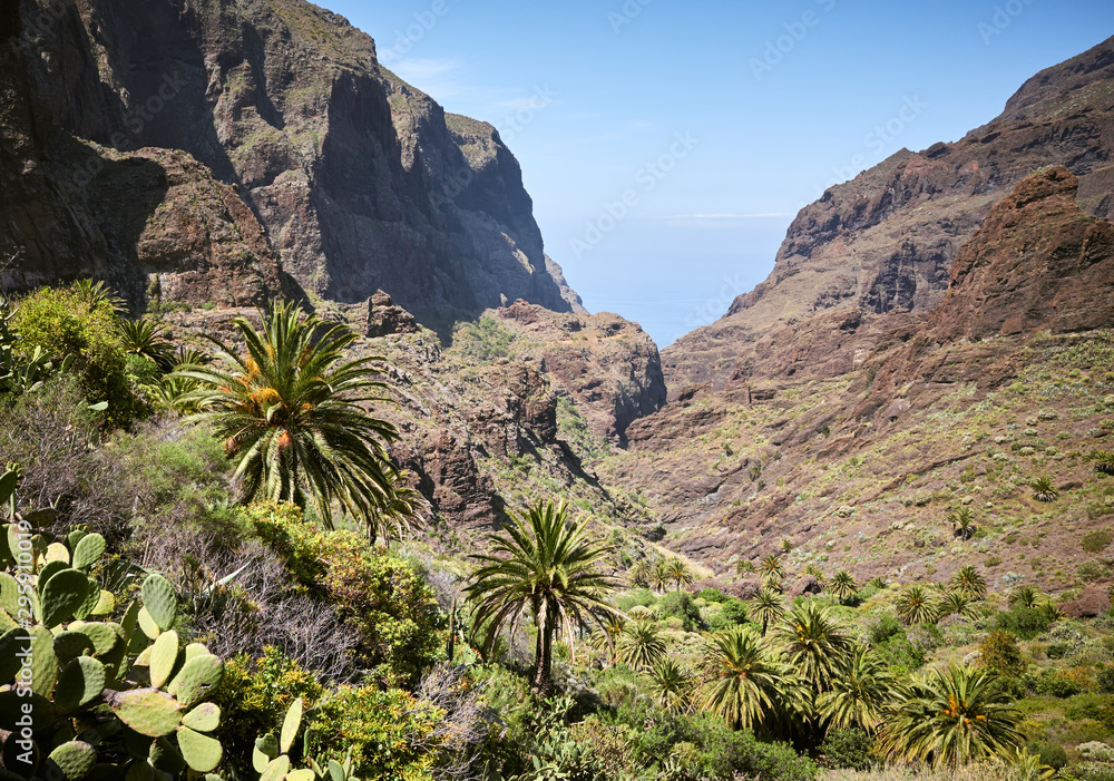 Palm trees and opuntia on Teno massif slopes, Tenerife, Spain. Palm trees and opuntia on Teno massif slopes, Tenerife, Spain.
