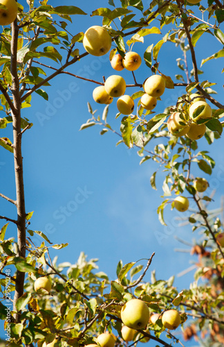 Yellow apples on the three. Ripe apple branches against blue sky. Harvest time. Free space.