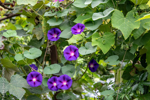 Purple flowers similar to lanterns stand out among the dark green leaves