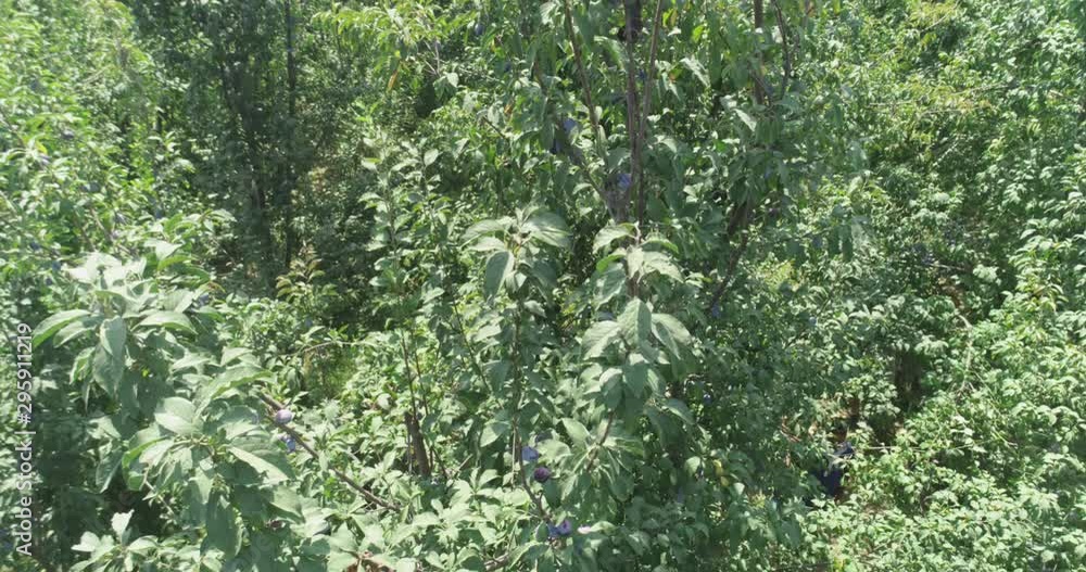 Plum and pomegranate orchids in eastern countryside. Drone camera filming from above. Plum and pomegranate orchids in eastern countryside. Drone camera filming from above.