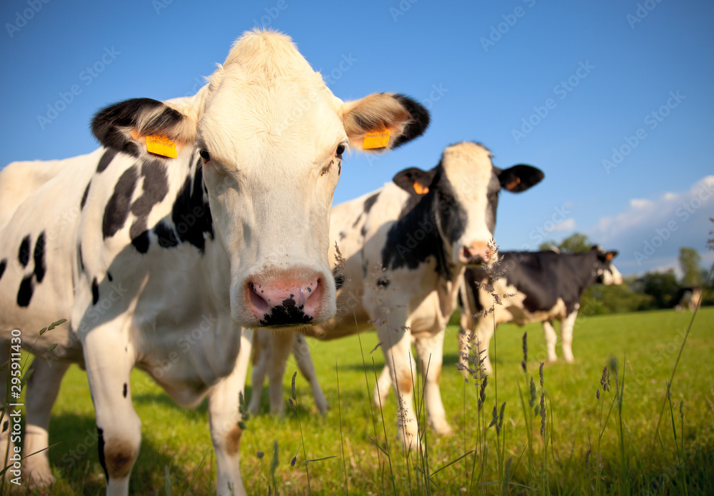 Troupeau de vache dans la campagne en France Troupeau de vache dans la campagne en France