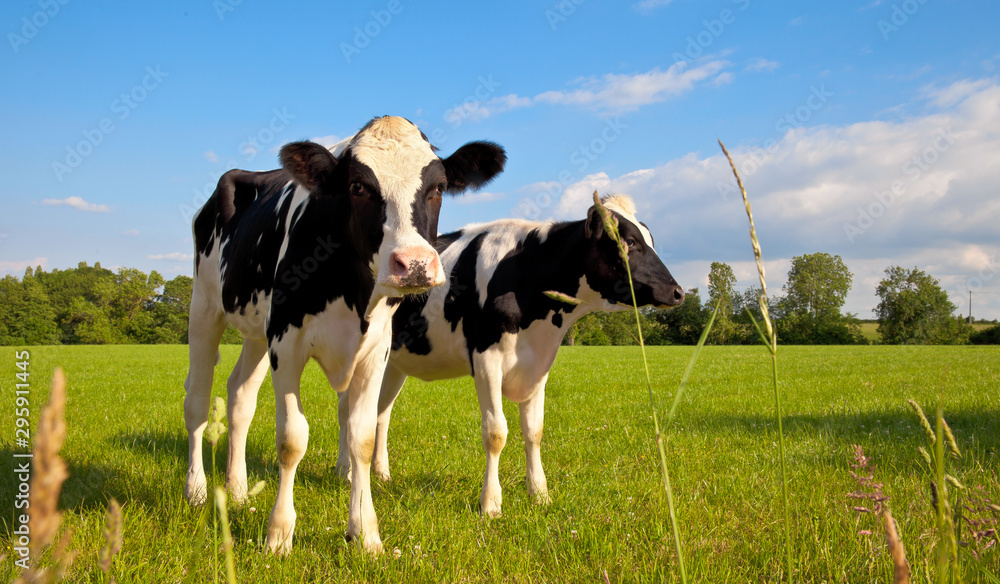 Vache latière dans une prairie en France