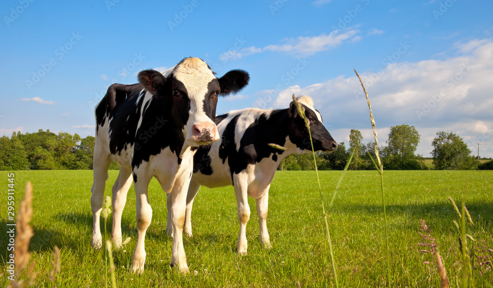 Vache latière dans une prairie en France Vache latière dans une prairie en France