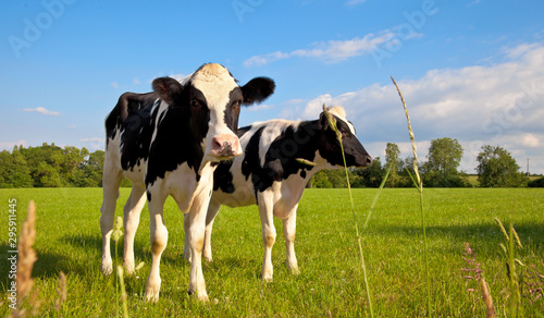 Vache latière dans une prairie en France © Thierry RYO