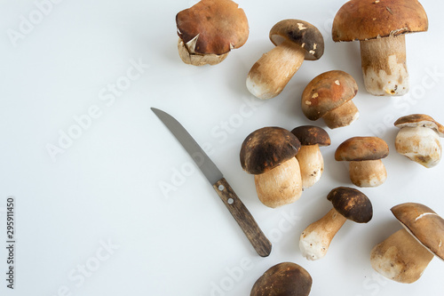 Cooking Boletus edible (Porcini) mushrooms, white background, space for text