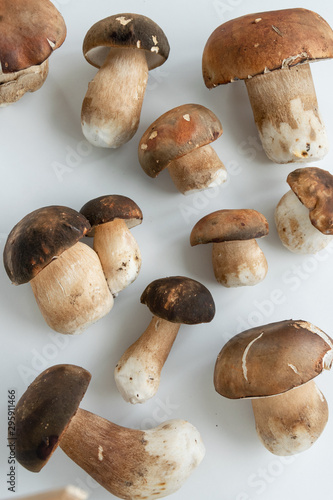 Cooking Boletus edible (Porcini) mushrooms, white background, space for text
