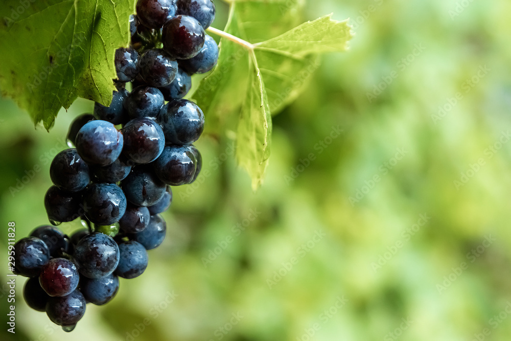 Fresh blue bunches of grapes on green branches. The concept of winemaking, wine, vegetable garden, cottage, harvest. Fresh blue bunches of grapes on green branches. The concept of winemaking, wine, vegetable garden, cottage, harvest.