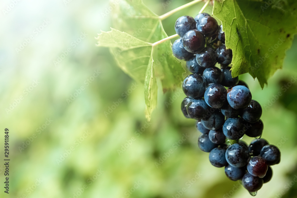 Fresh blue bunches of grapes on green branches. The concept of winemaking, wine, vegetable garden, cottage, harvest. Fresh blue bunches of grapes on green branches. The concept of winemaking, wine, vegetable garden, cottage, harvest.