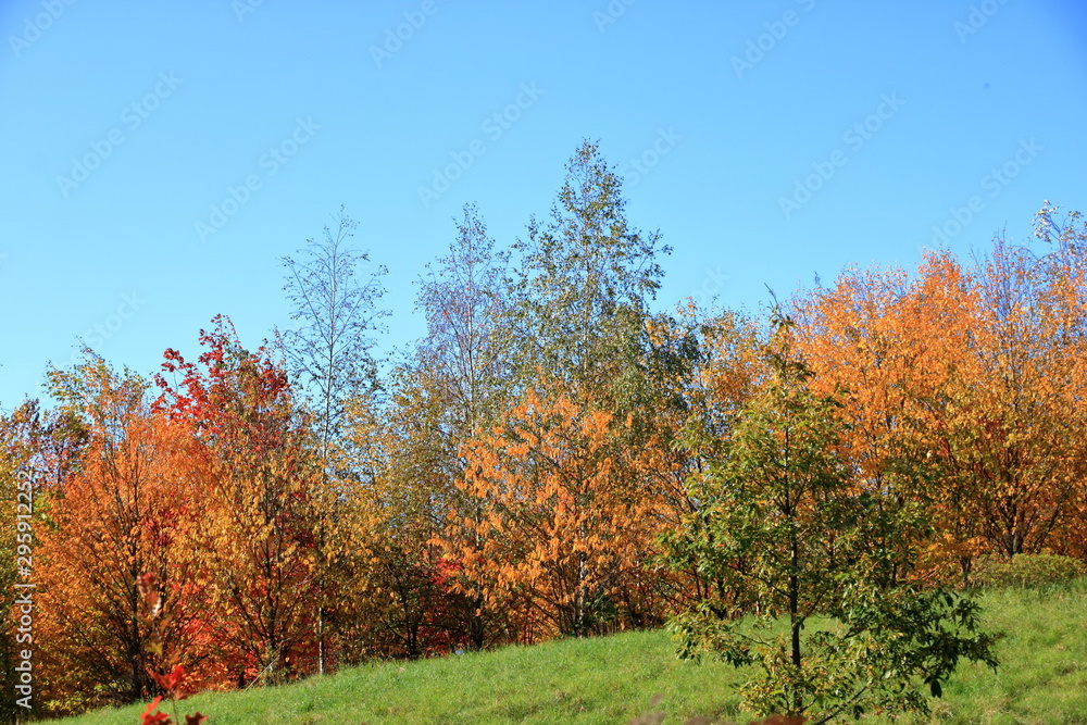 Autumn leaves with the blue sky background Autumn leaves with the blue sky background