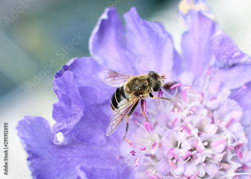 Pollen-Covered Bee