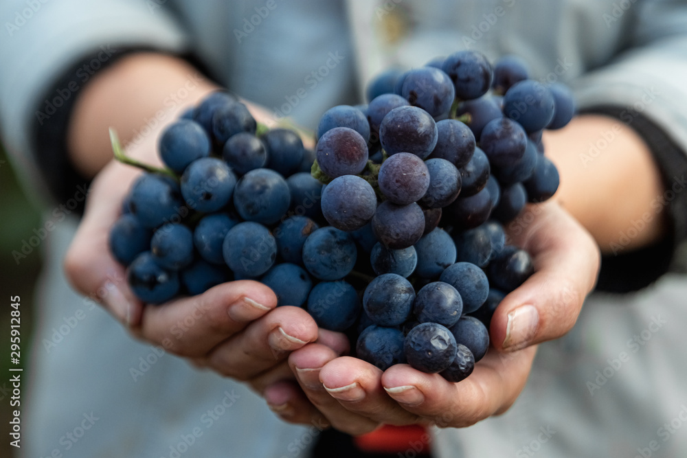 Closeup of a hand with blue ripe grapes. Fresh blue bunches of grapes. The concept of winemaking, wine, vegetable garden, cottage, harvest. - obrazy, fototapety, plakaty 