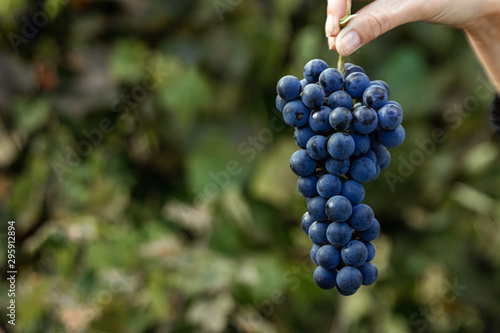 Closeup of a hand with blue ripe grapes. Fresh blue bunches of grapes. The concept of winemaking, wine, vegetable garden, cottage, harvest.