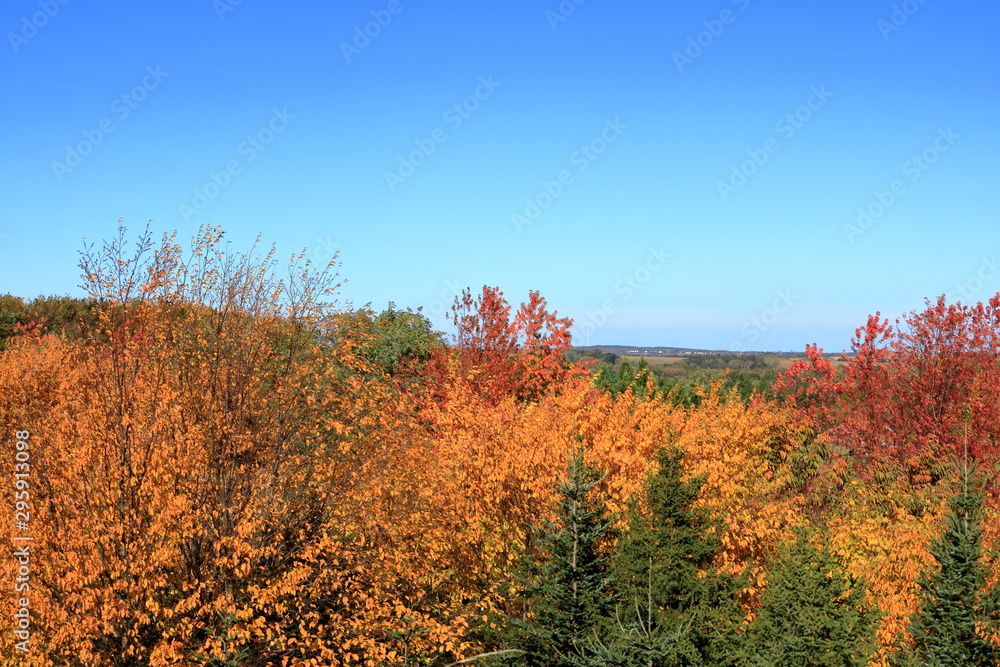Fototapeta premium Autumn leaves with the blue sky background