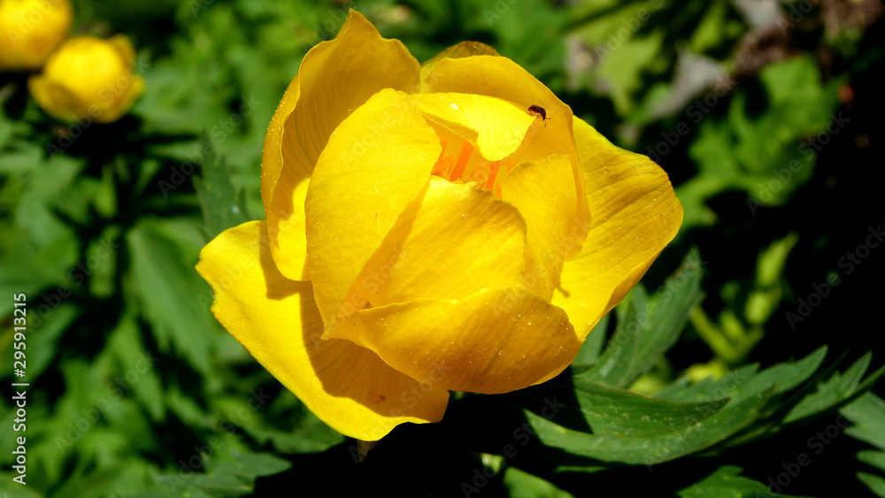 yellow rose yellow rose