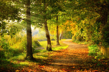 Acrylglasbilder Orange Tranquil footpath in a park in autumn, with beams of light falling through the trees  © Smileus