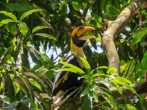 Great hornbill (Buceros bicornis) on a tree in Taman Negar National Park, Malaysia