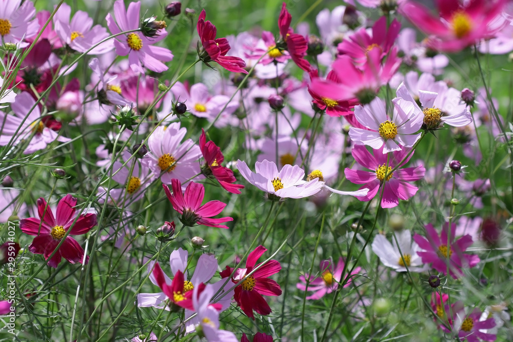 The COSMOS flowers growing in a garden. Asteraceae Family. Bright summer flower background horizontally.
