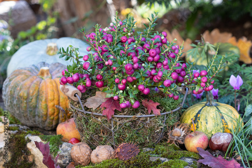 Torfmyrte in Pink  im Korb und Kürbisse als herbstliche Gartendekoration photo