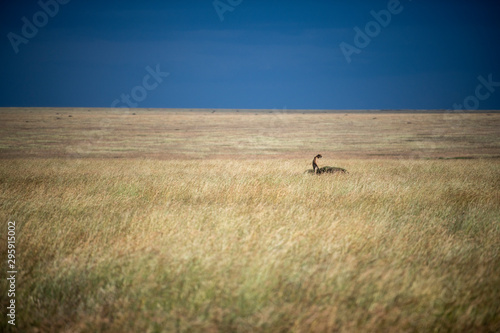 Walking cheetah