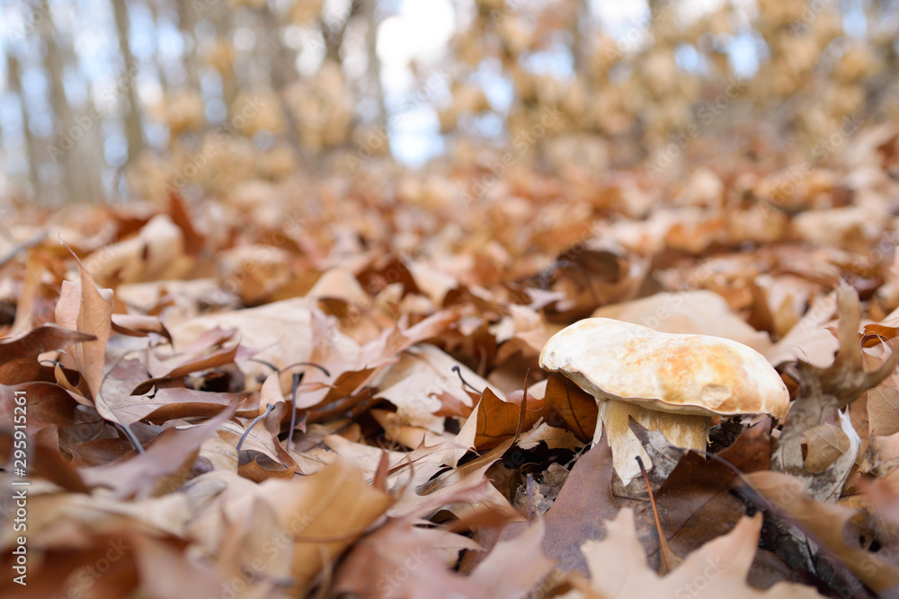 White mushrooms in the autumn forest on the background of yellow leaves White mushrooms in the autumn forest on the background of yellow leaves