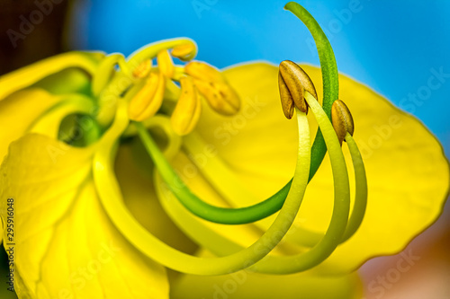 Yellow Golden Shower Flower in Detail - Cassia fistula Flower in Detail photo