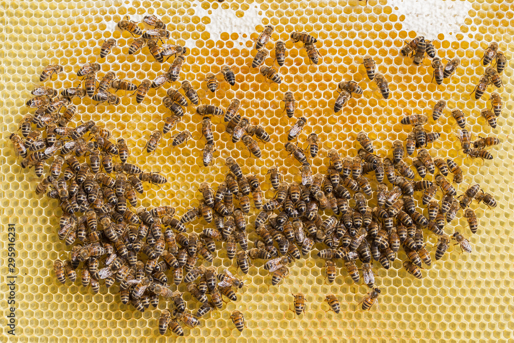 Bees working on honey comb filled with honey. closeup of bees on honeycomb in apiary. Bees on honey comb filled with honey, closeup. Close up view of the working bees on honeycells. Bees working on honey comb filled with honey. closeup of bees on honeycomb in apiary. Bees on honey comb filled with honey, closeup. Close up view of the working bees on honeycells.